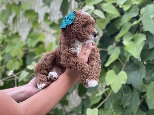 Harley - Teacup Goldendoodle Girl - Image 10