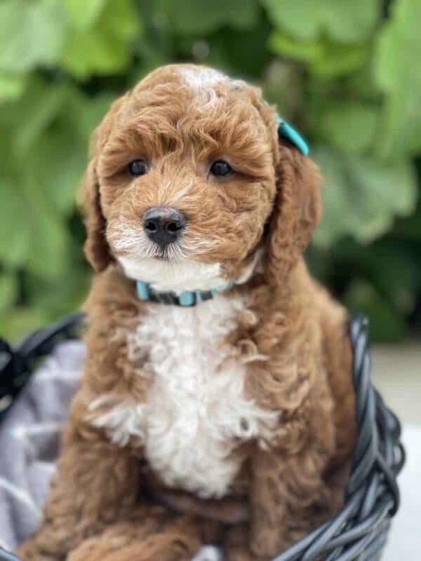 Harley - Teacup Goldendoodle Girl - Image 15