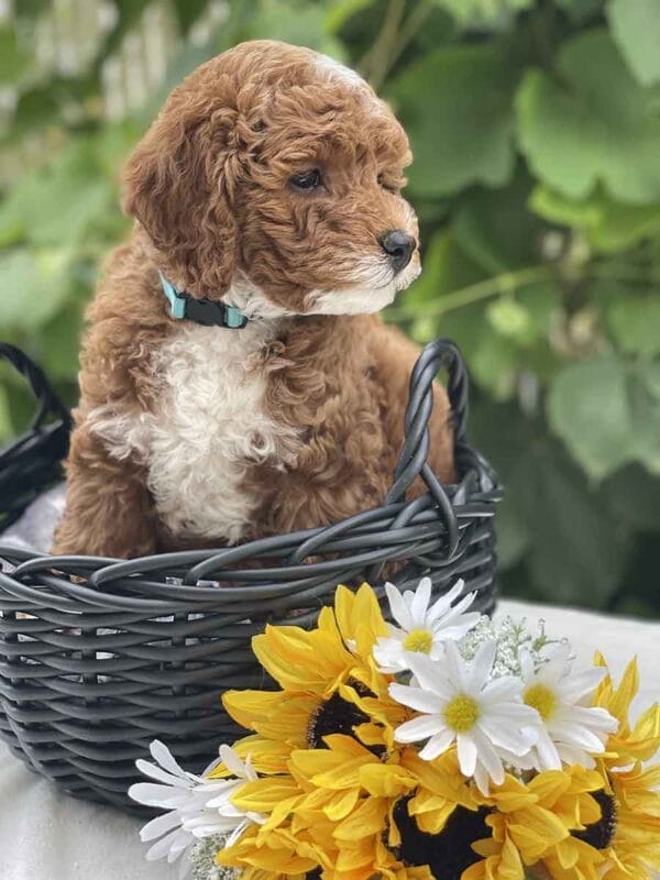 Harley - Teacup Goldendoodle Girl - Image 14
