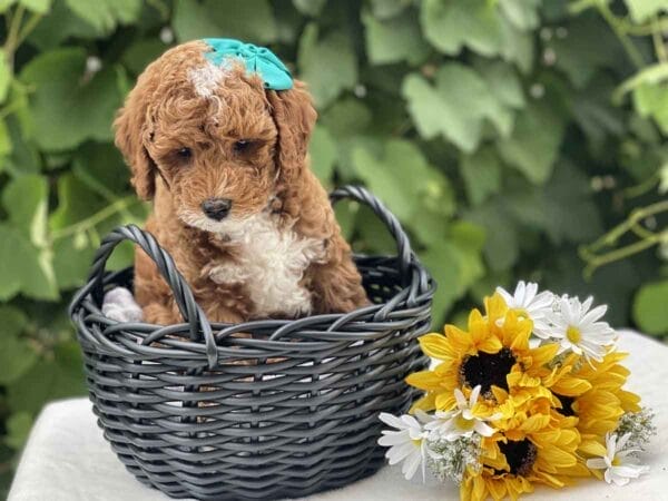 Harley - Teacup Goldendoodle Girl - Image 13