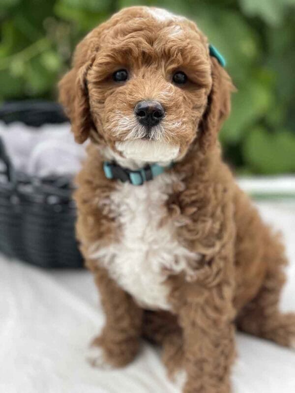 Harley - Teacup Goldendoodle Girl
