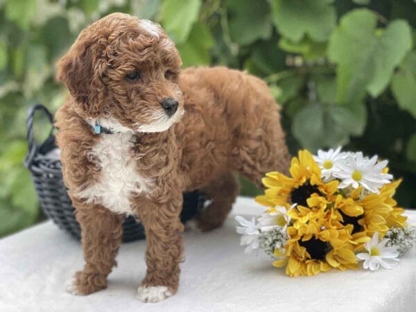 Harley - Teacup Goldendoodle Girl - Image 11