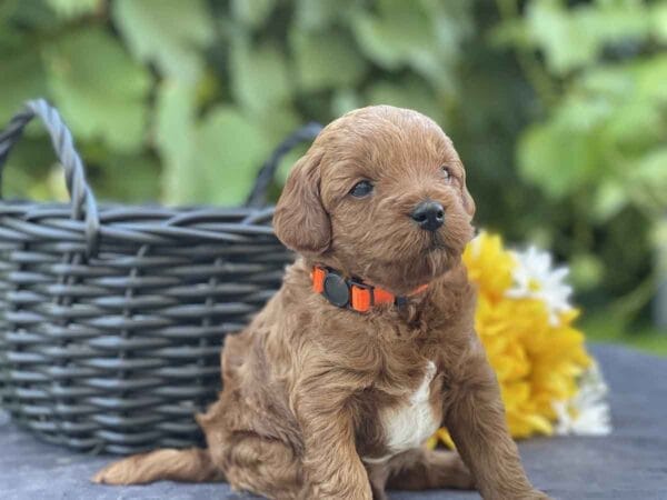 Mater - Micro Goldendoodle Boy - Image 12