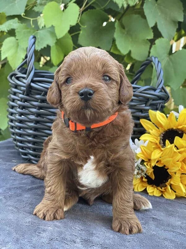 Mater - Micro Goldendoodle Boy - Image 11