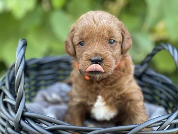 Mater - Micro Goldendoodle Boy - Image 10