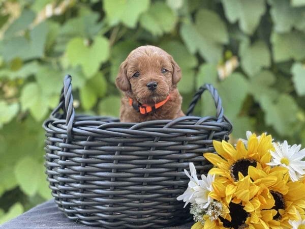 Mater - Micro Goldendoodle Boy - Image 9