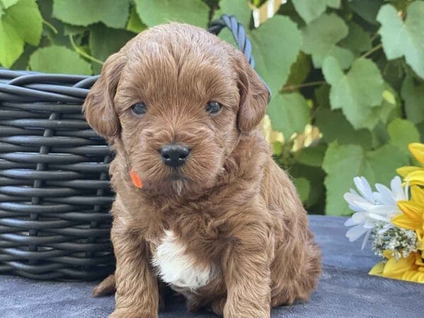 Mater - Micro Goldendoodle Boy