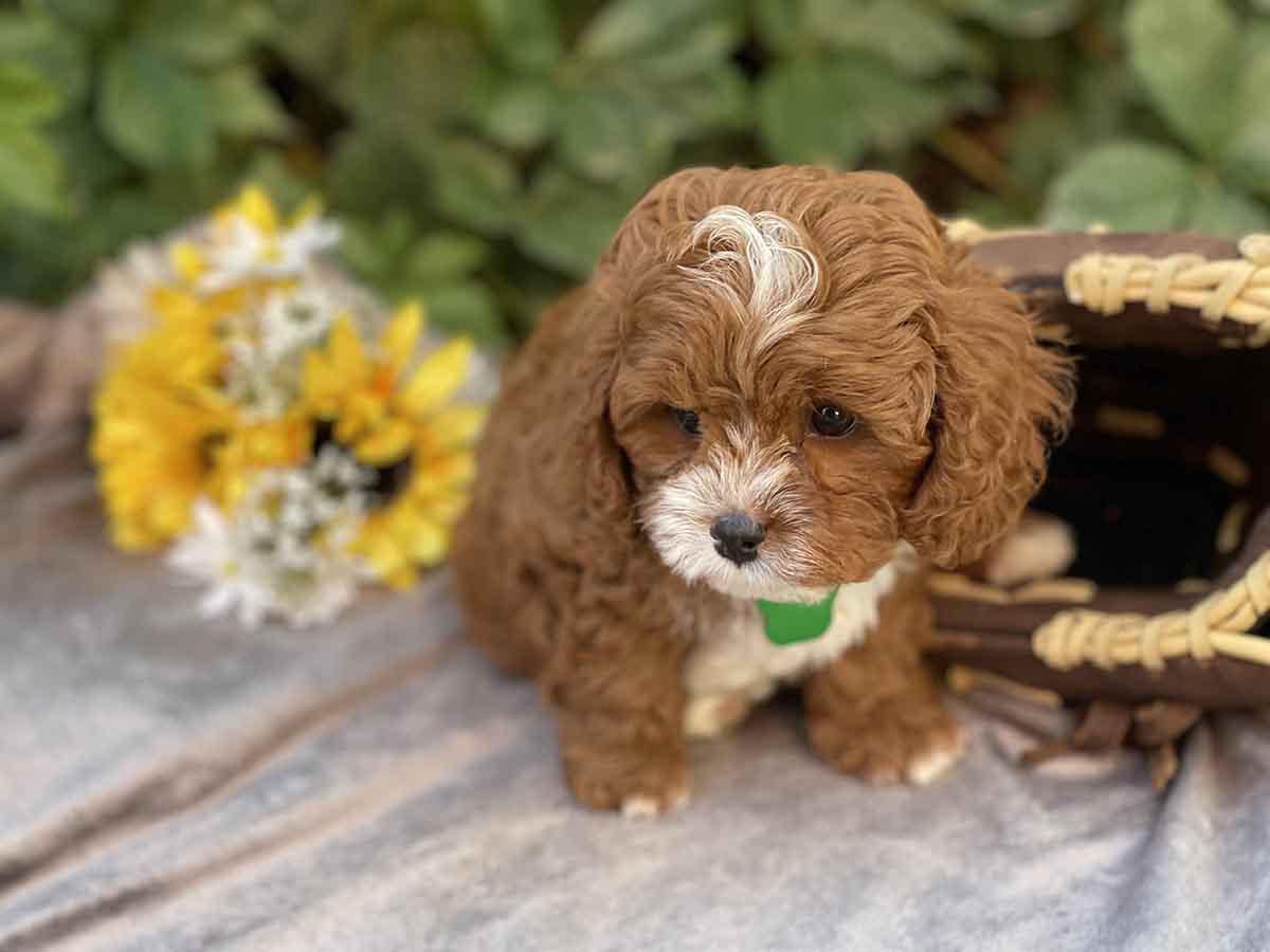 Maverick - Teacup Cavapoo Boy - Image 19