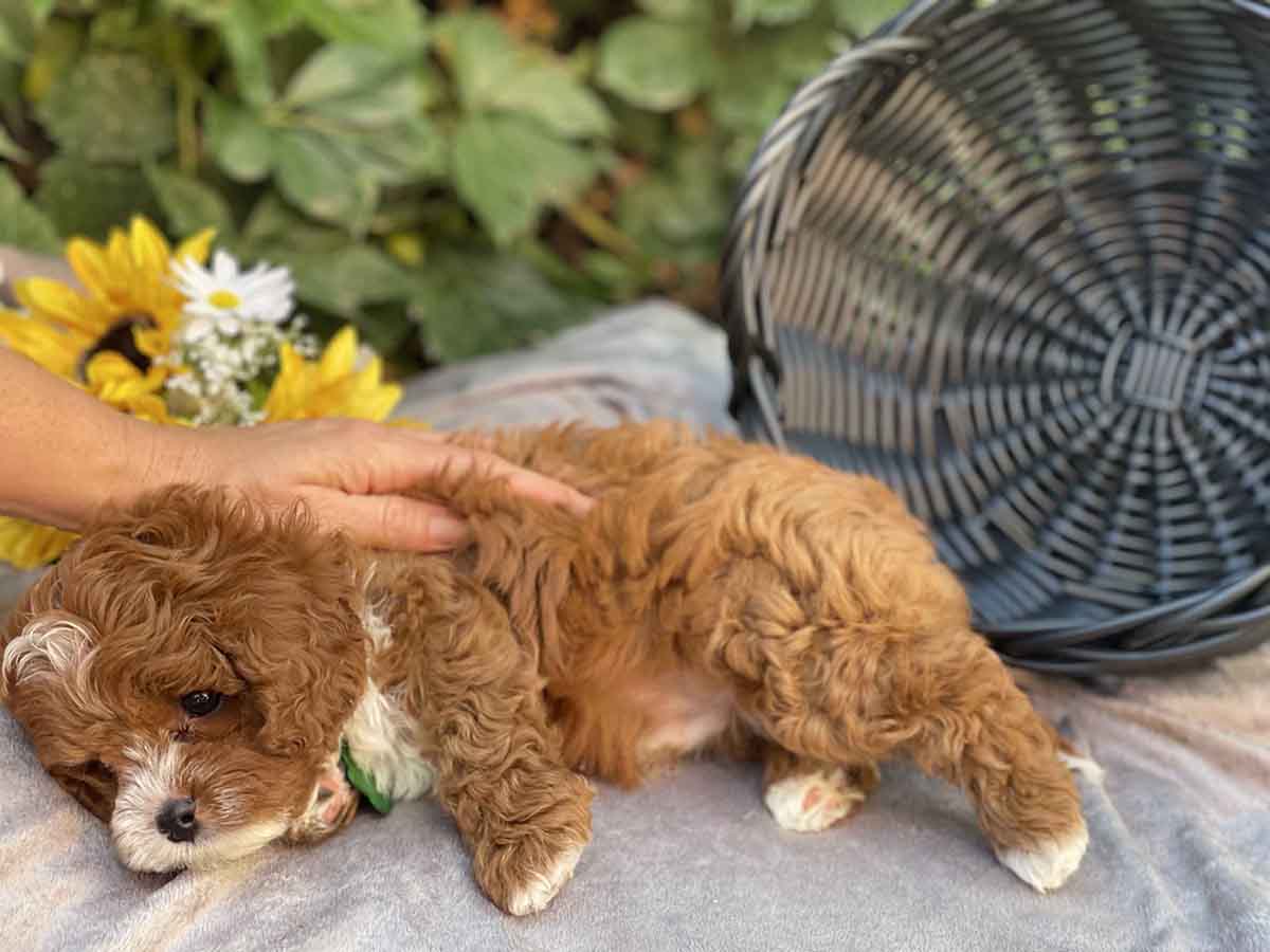Maverick - Teacup Cavapoo Boy - Image 18