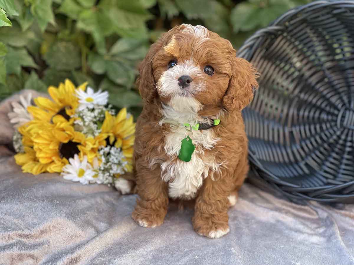 Maverick - Teacup Cavapoo Boy - Image 17