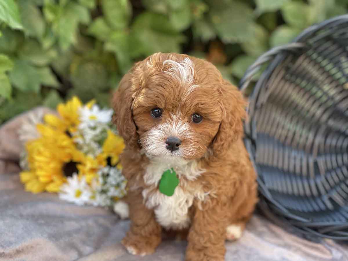 Maverick - Teacup Cavapoo Boy - Image 15