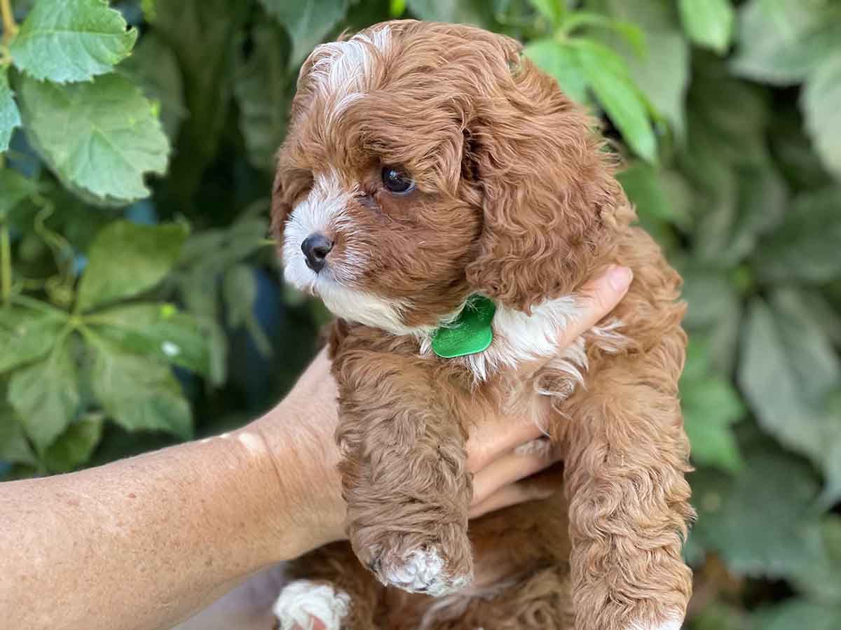 Maverick - Teacup Cavapoo Boy - Image 14