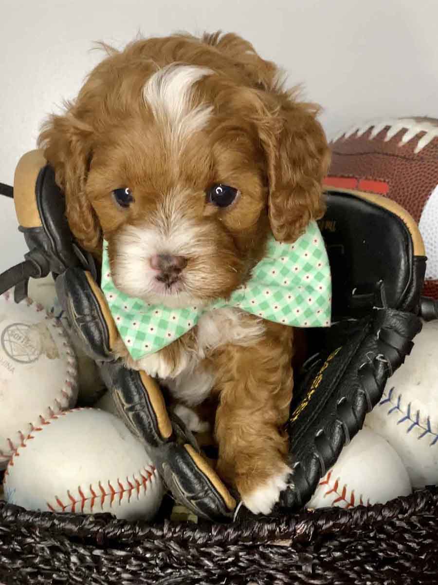 Maverick - Teacup Cavapoo Boy - Image 9