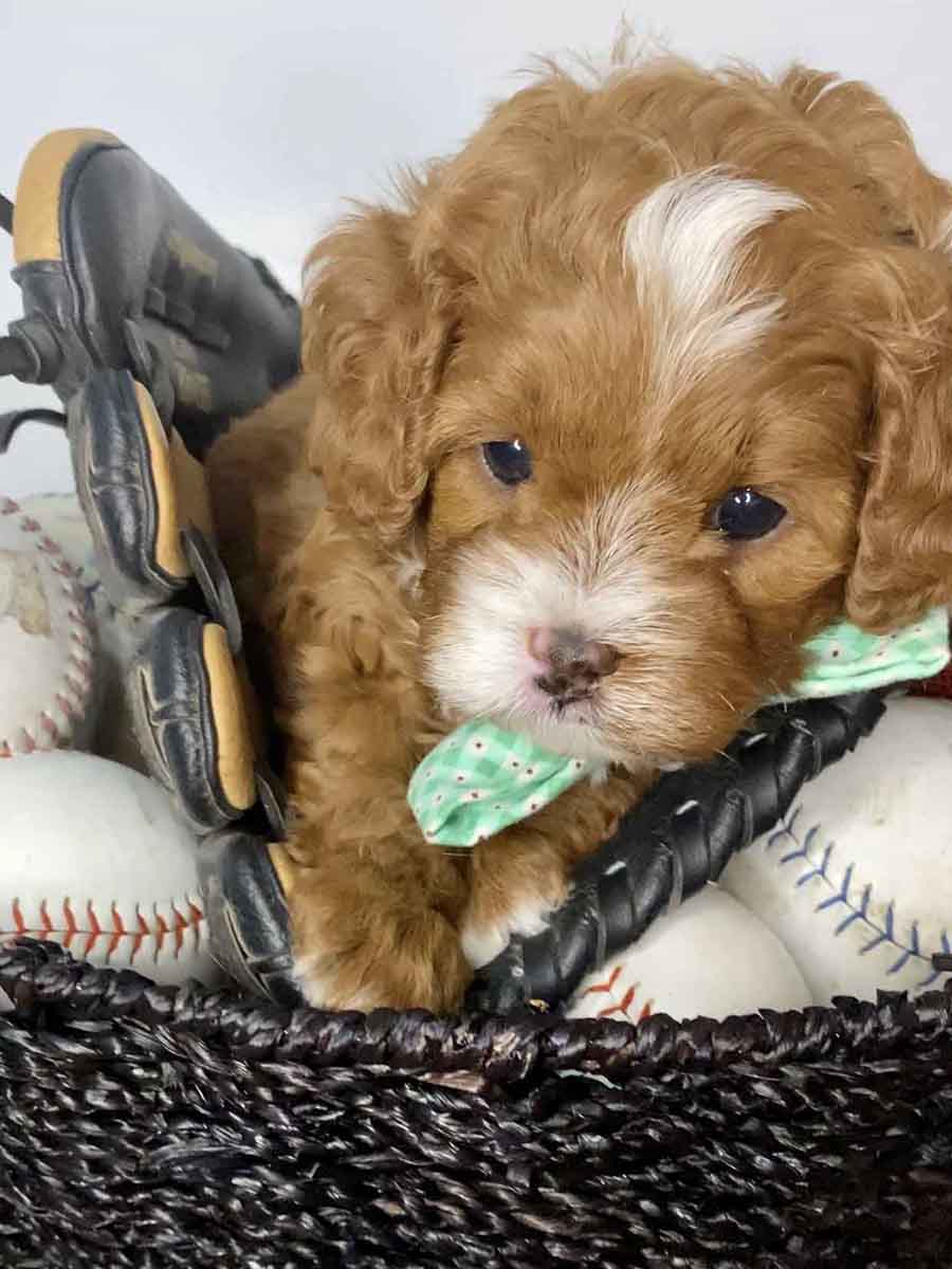 Maverick - Teacup Cavapoo Boy - Image 10