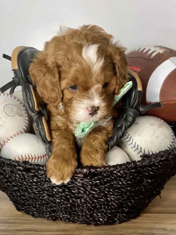 Maverick - Teacup Cavapoo Boy - Image 11