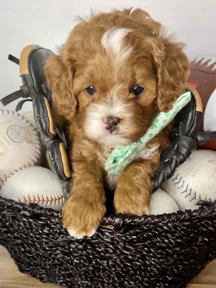 Maverick - Teacup Cavapoo Boy - Image 12