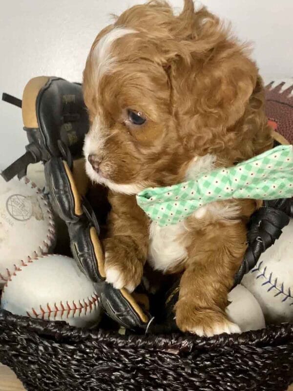 Maverick - Teacup Cavapoo Boy - Image 13