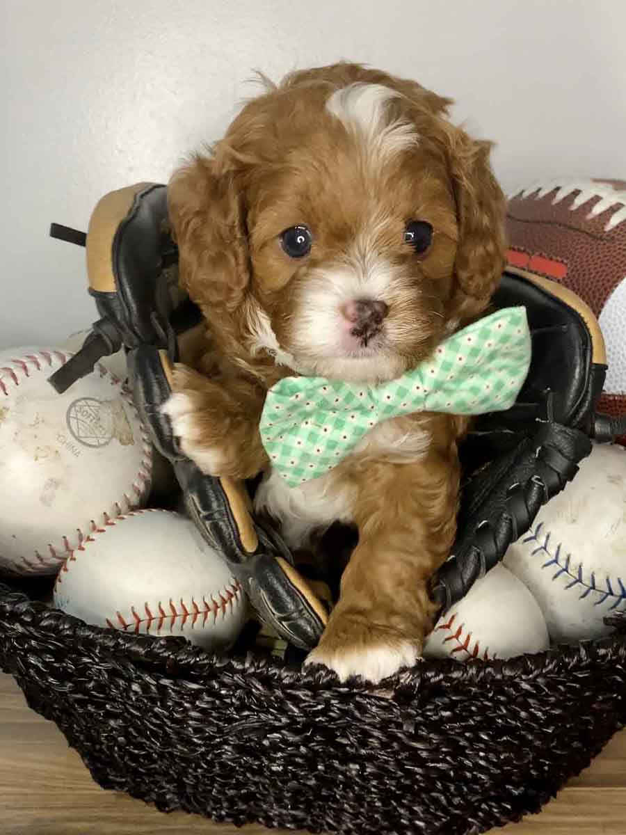Maverick - Teacup Cavapoo Boy - Image 8