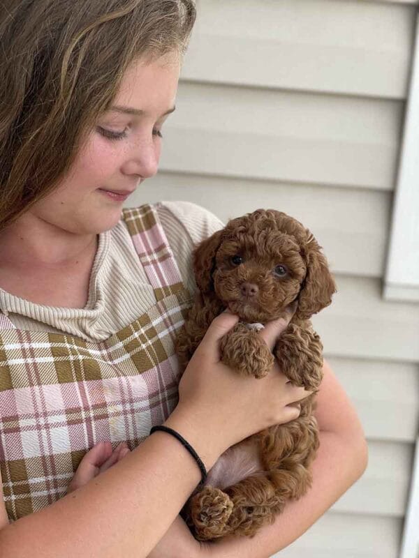Qbert - Micro Goldendoodle Boy - Image 10