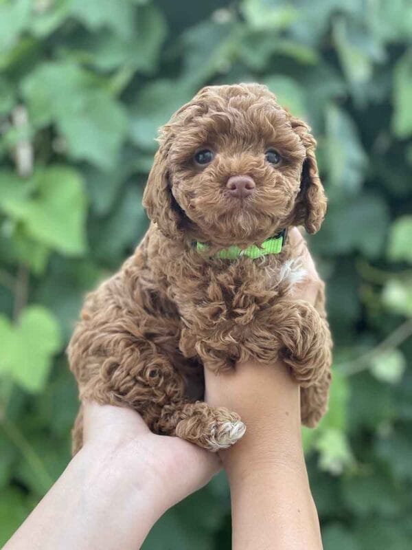 Qbert - Micro Goldendoodle Boy - Image 16