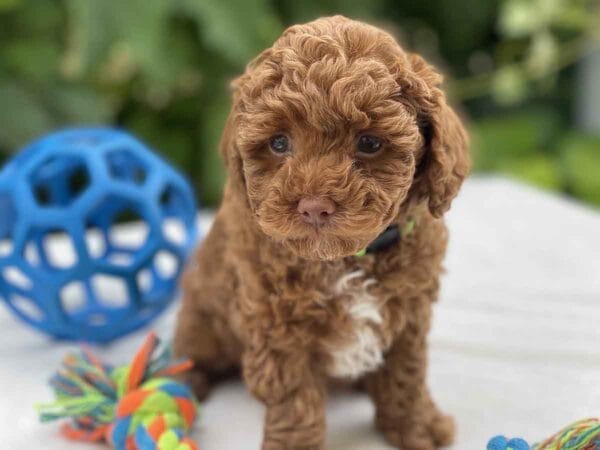 Qbert - Micro Goldendoodle Boy - Image 15