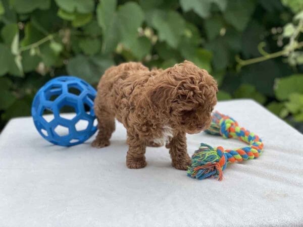 Qbert - Micro Goldendoodle Boy - Image 14