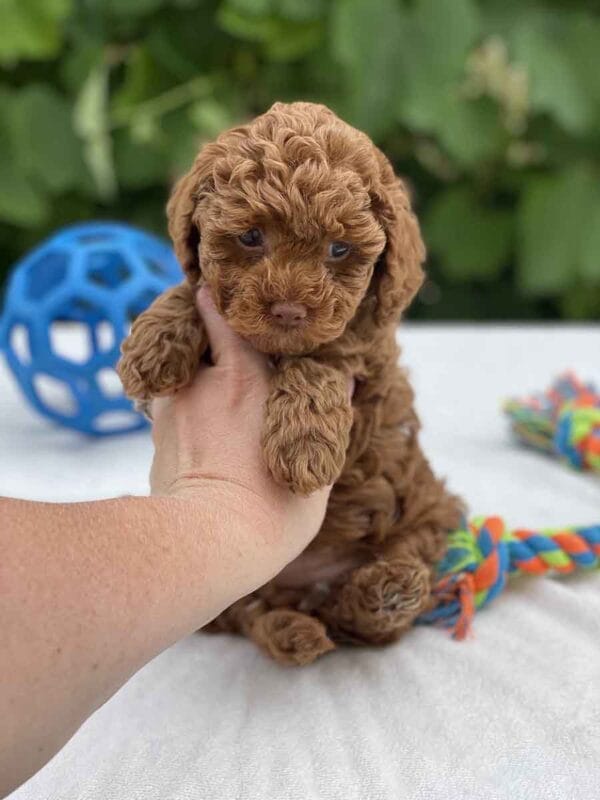 Qbert - Micro Goldendoodle Boy - Image 13