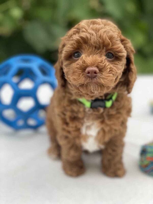 Qbert - Micro Goldendoodle Boy