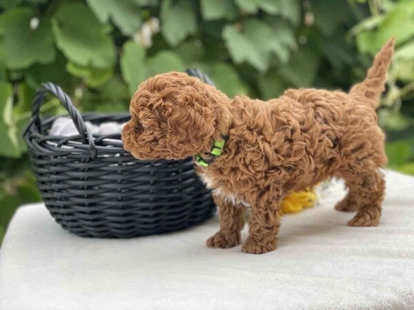 Qbert - Micro Goldendoodle Boy - Image 11