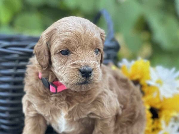 Miss Sally - Micro Goldendoodle Girl - Image 17