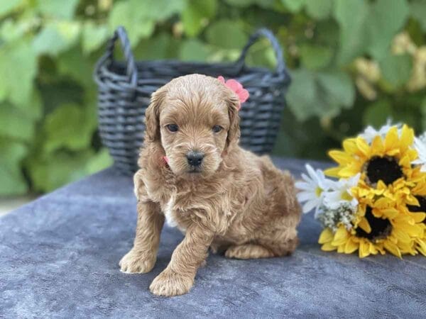 Miss Sally - Micro Goldendoodle Girl - Image 13