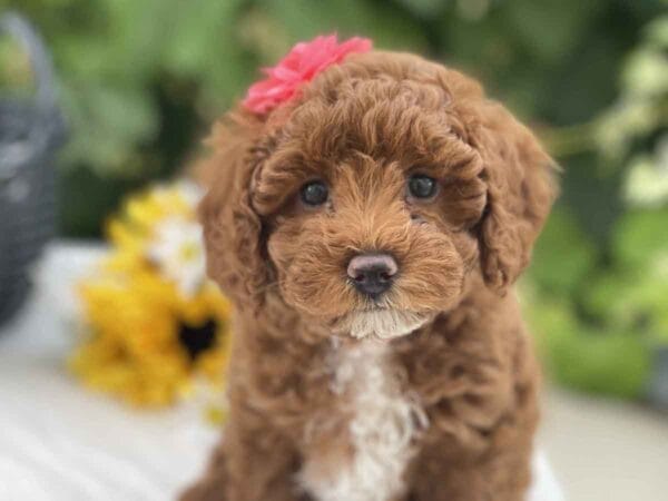 Vanellope - Micro Goldendoodle Girl - Image 14
