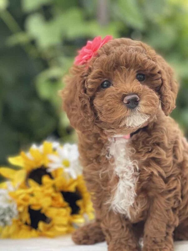 Vanellope - Micro Goldendoodle Girl
