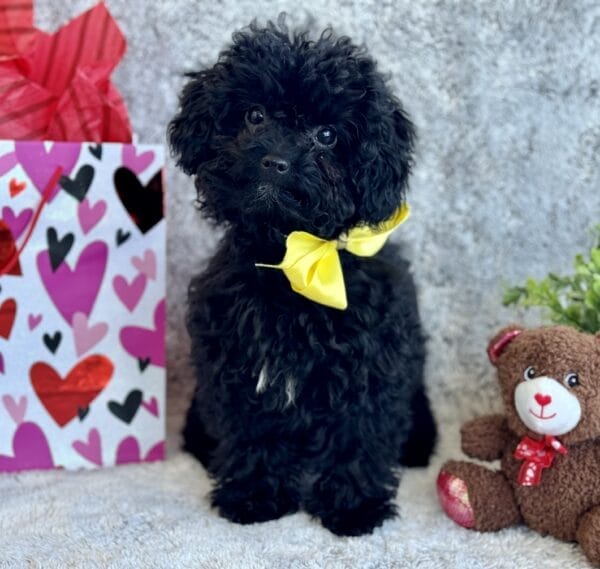 Belle - Micro Labradoodle Girl - Image 18