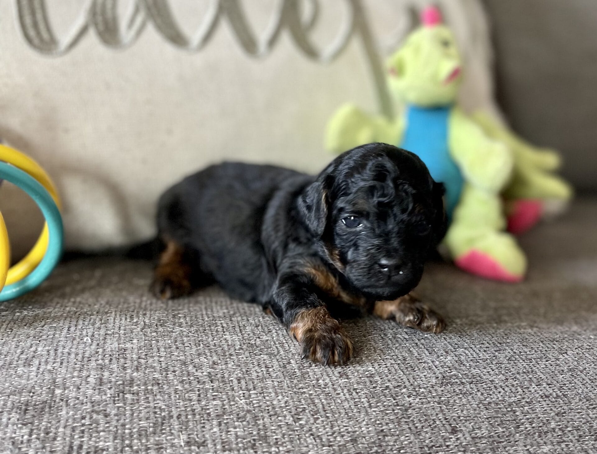 Lilac - Micro Labradoodle Girl - Image 8