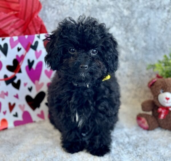 Belle - Micro Labradoodle Girl - Image 17