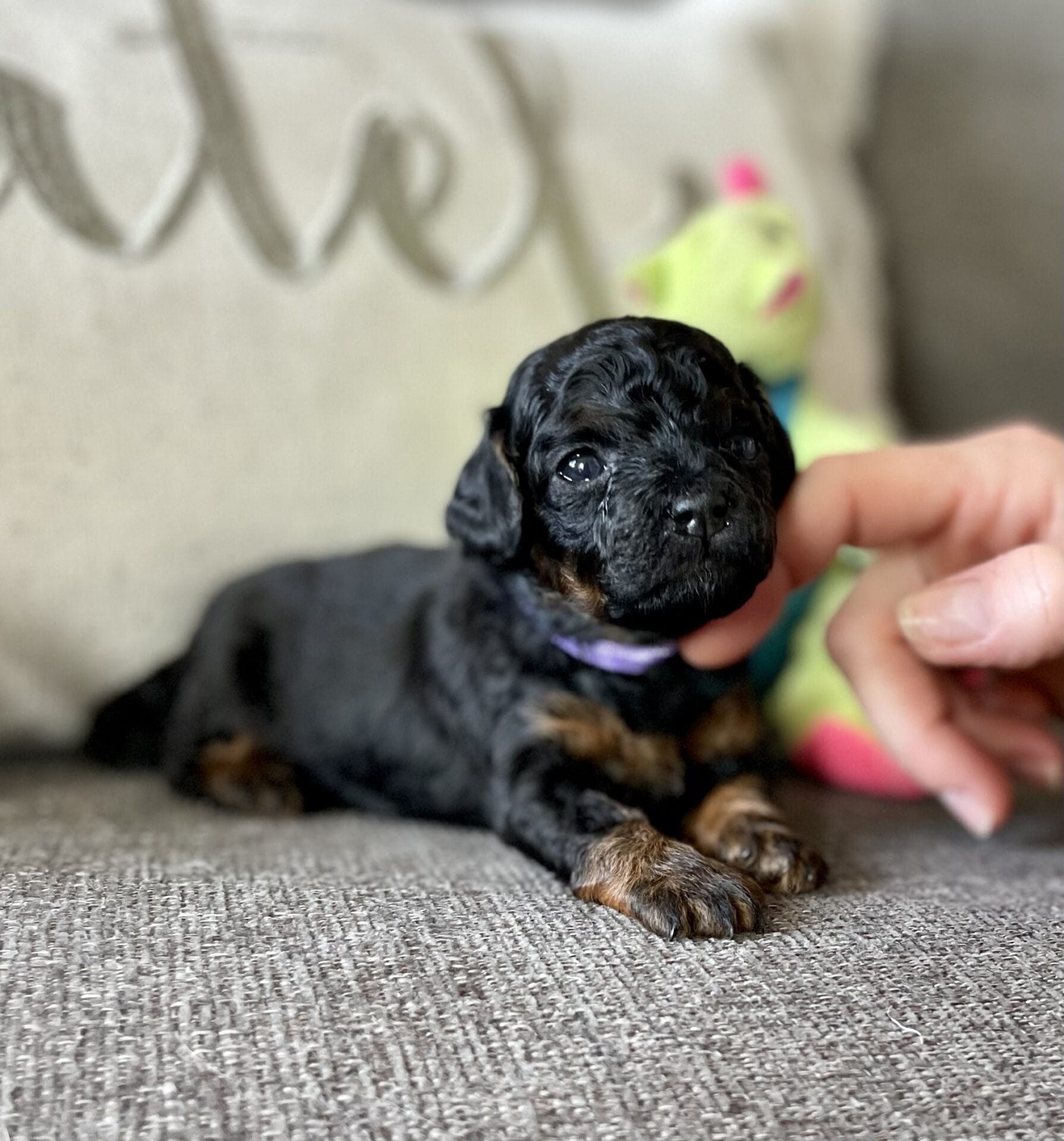 Lilac - Micro Labradoodle Girl
