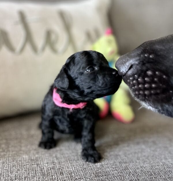 Pixie - Micro Labradoodle Girl - Image 5