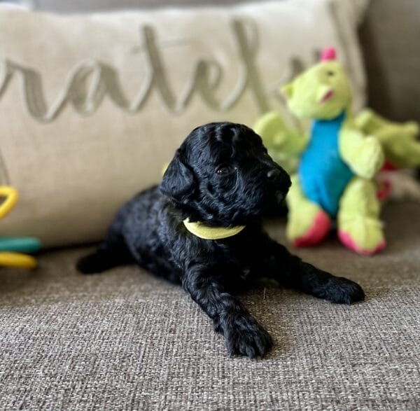 Belle - Micro Labradoodle Girl - Image 2