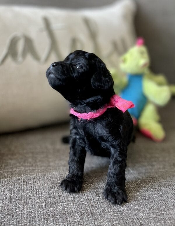 Pixie - Micro Labradoodle Girl - Image 6