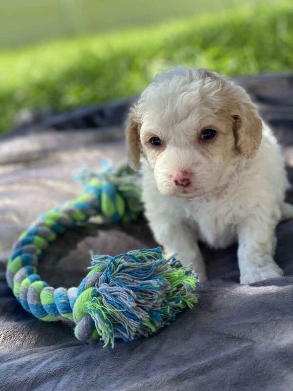 Bucky - Teacup Goldendoodle Boy - Image 6