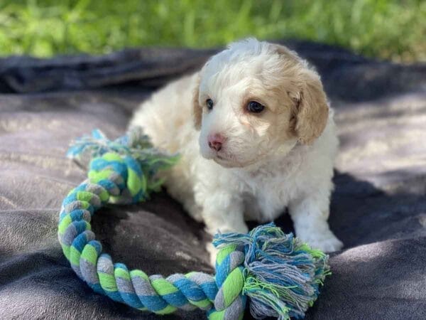 Bucky - Teacup Goldendoodle Boy - Image 5
