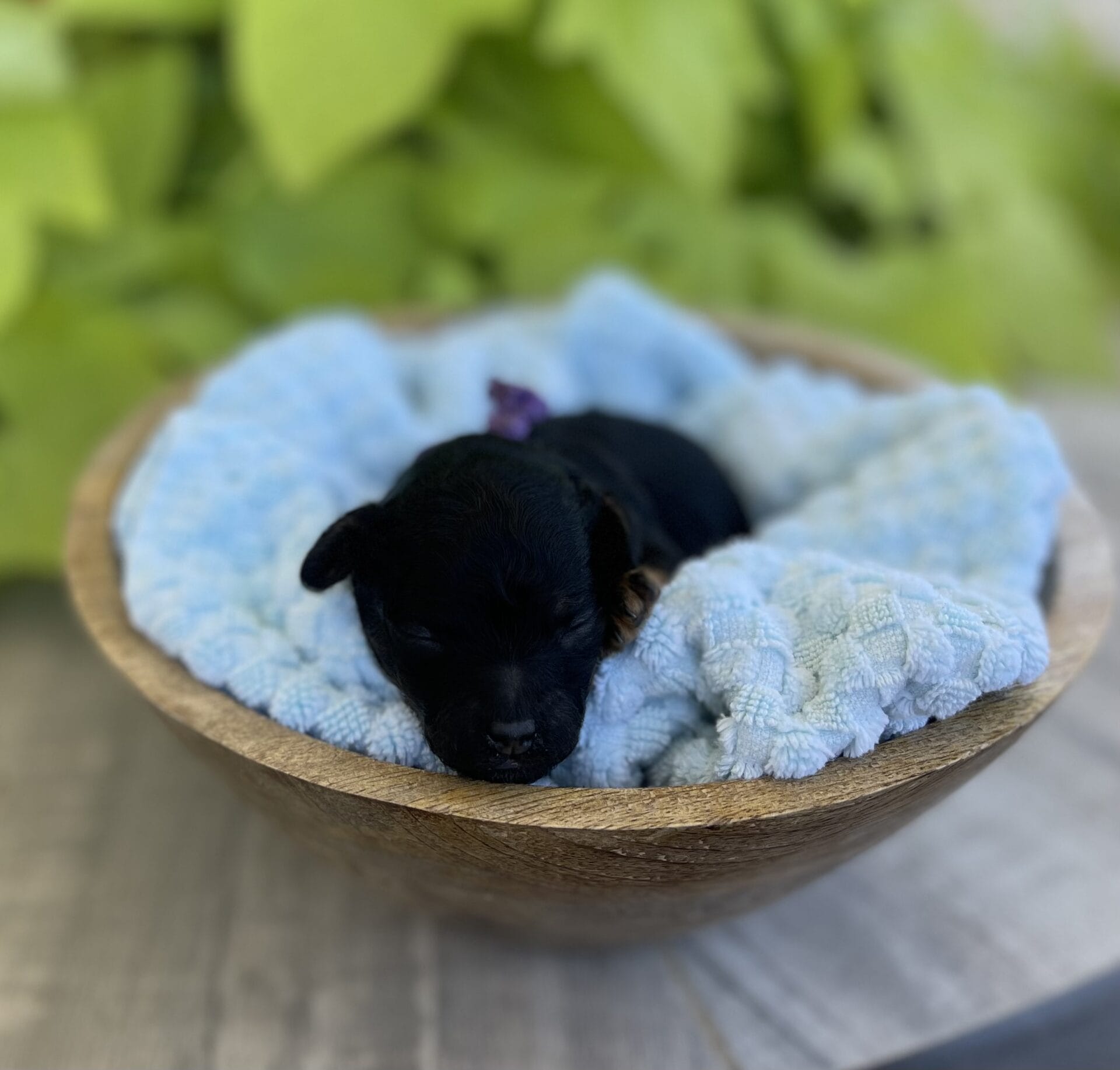 Lilac - Micro Labradoodle Girl - Image 3