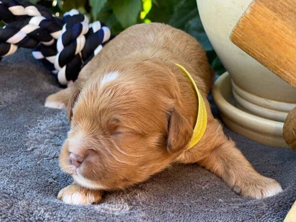 Clumsy - Teacup Cavapoo Boy - Image 4