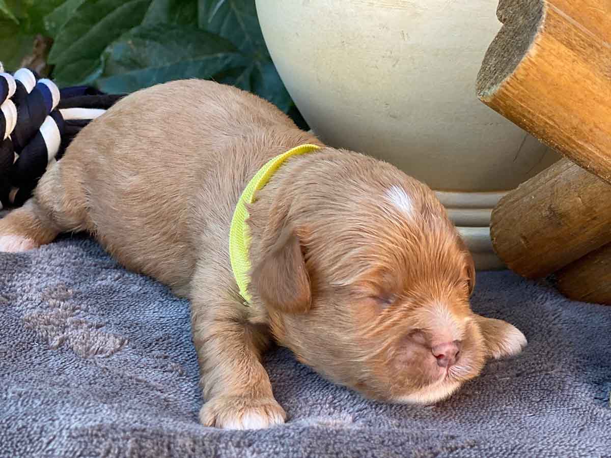 Clumsy - Teacup Cavapoo Boy