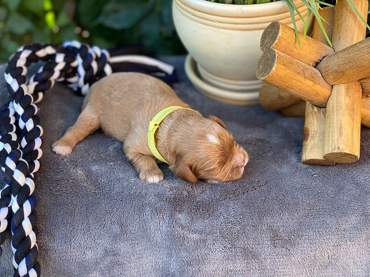 Clumsy - Teacup Cavapoo Boy - Image 5