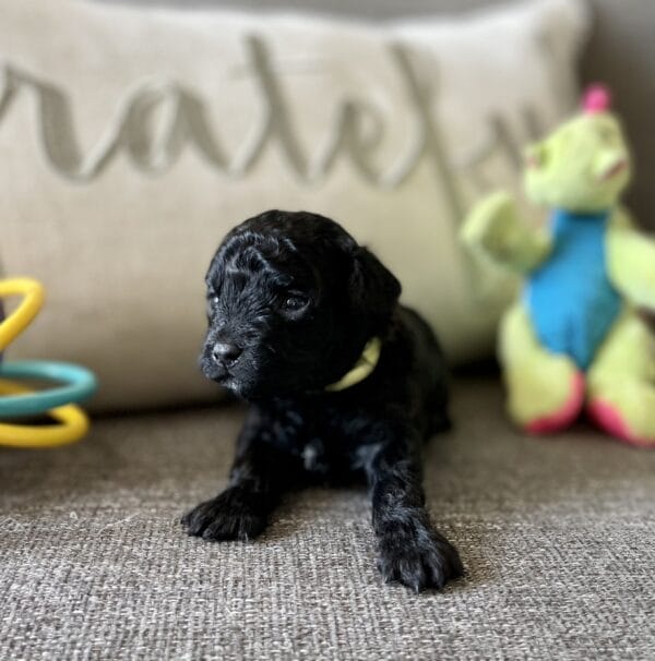 Belle - Micro Labradoodle Girl - Image 4