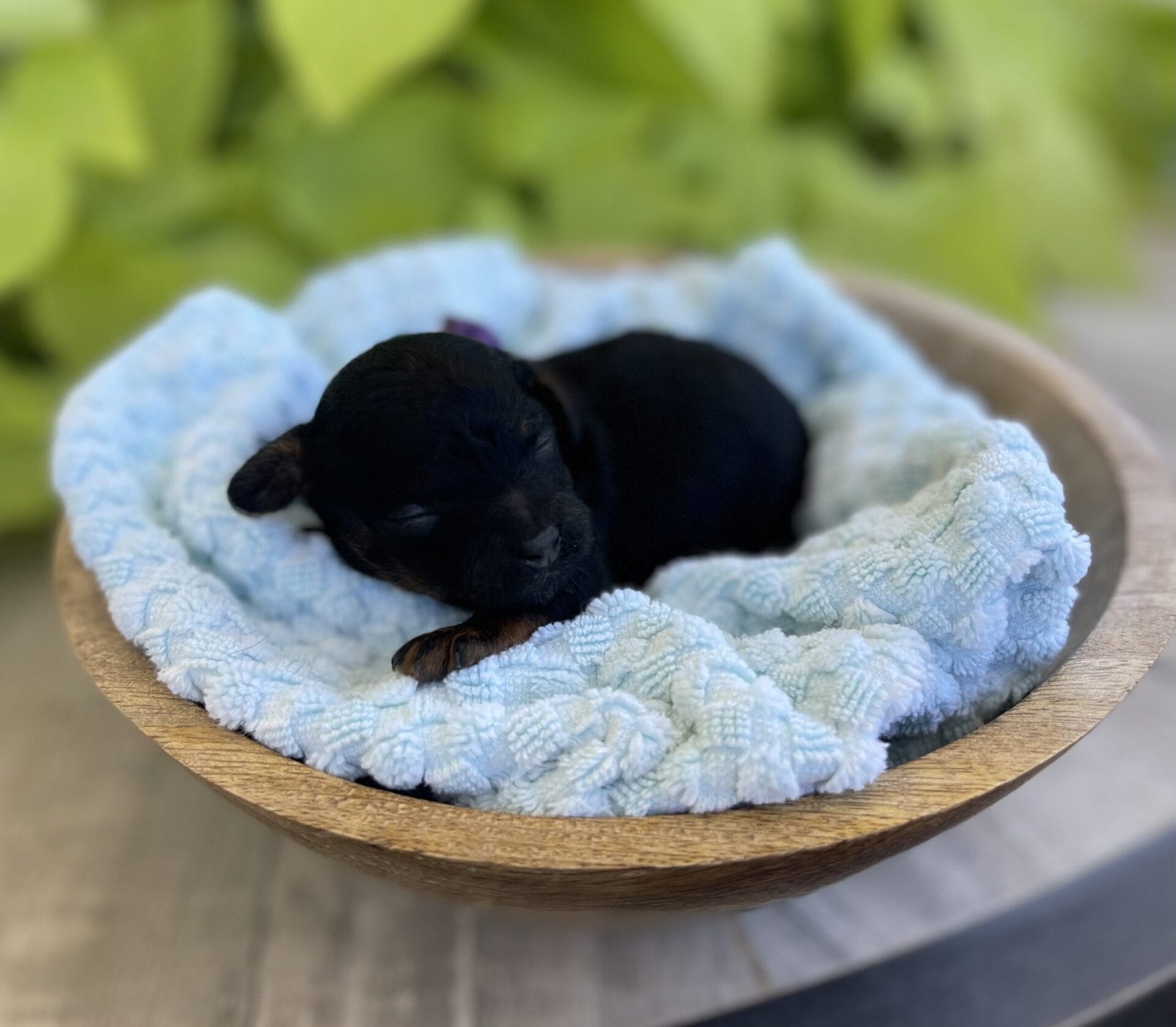 Lilac - Micro Labradoodle Girl - Image 2