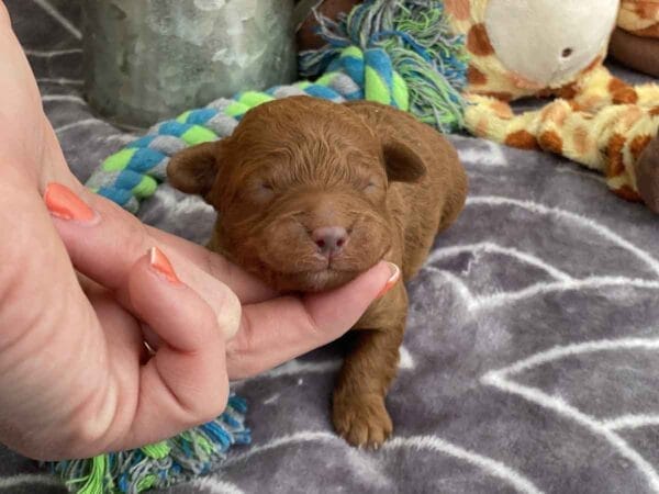 TEACUP GOLDENDOODLE PUPPIES, Precious Doodle Dogs, Teacup Doodle Dogs, Goldendoodle, Doodle Dog, Golden Doodles, Goldendoodle for sale, Goldendoodle puppies for sale, Miniature goldendoodle, goldendoodle puppies, mini goldendoodle, mini puppies, mini goldendoodle size, Mini Doodle Dogs, f1 goldendoodle, golden retriever poodle, chocolate goldendoodle, small doodles, goldendoodle temperament, goldendoodle colors, goldendoodle price, white goldendoodle, f2 goldendoodle, mini goldendoodle price, mini goldendoodle full grown, f1 mini goldendoodle, f1b goldendoodle, parti goldendoodle, goldendoodles near me, english goldendoodle, australian goldendoodle, red goldendoodle, doodle breeds, brown goldendoodle, goldendoodle cost, adult mini goldendoodle, golden noodle dog, doodle dog breeds, miniature golden doodle, miniature puppies, golden retriever poodle mix, A Star is Born, A star is born goldendoodle, a star is born dog, Bradley Cooper's Dog, Bradley Cooper Dog, Bradley Cooper's Goldendoodle, arizona goldendoodles, goldendoodle training, goldendoodle size, how big do mini goldendoodles get, goldendoodle full grown, baby goldendoodle, goldendoodle houston, golden doodles for sale, adult goldendoodle, apricot goldendoodle, goldendoodle grooming, mini golden doodles, goldendoodle shedding, f2b goldendoodle, goldendoodle hypoallergenic, goldendoodle names, english cream goldendoodle, golden retriever and poodle mix, mini goldendoodle puppies, micro goldendoodle, mini goldendoodle puppies for sale, miniature goldendoodle for sale, goldendoodle puppies for adoption, teddy bear goldendoodle, mini goldendoodle rescue, medium goldendoodle, black goldendoodle, mini goldendoodle for sale near me, goldendoodle puppies for sale near me, mini doodle, doodle puppies, mini goldendoodle for sale, goldendoodle breeders near me, miniature goldendoodle for sale near me, toy goldendoodle, petite goldendoodle, golden doodle dog, miniature goldendoodle puppies, mini goldendoodle puppies for sale near me, goldendoodles for sale near me, mini goldedoodle breeders, goldendoodle adoption, f1b mini goldendoodle, small goldendoodle, teacup goldendoodle, goldendoodle puppies near me, goldendoodle breeders, how to groom a goldendoodle, great doodle puppies, golden doodle mix, goldendoodle tampa, goldendoodle facts, white doodle dog, white goldendoodle puppy, mini goldendoodle maryland, country mini doodles, goldendoodle los angeles, toy labradoodle puppies for sale, types of goldendoodles, mini golden retriever puppies, golden goldendoodle, mini golden retriever puppies for sale, miniature australian goldendoodle, goldendoodle sacramento, goldendoodle omaha, labradoodle goldendoodle, f1 medium goldendoodle, BEST goldendoodles, pictures of mini goldendoodles, teacup goldendoodle full grown, micro mini goldendoodle full grown, toy goldendoodle price, goldendoodle chicago, retriever doodle, teacup goldendoodle puppies for sale, cute goldendoodle,