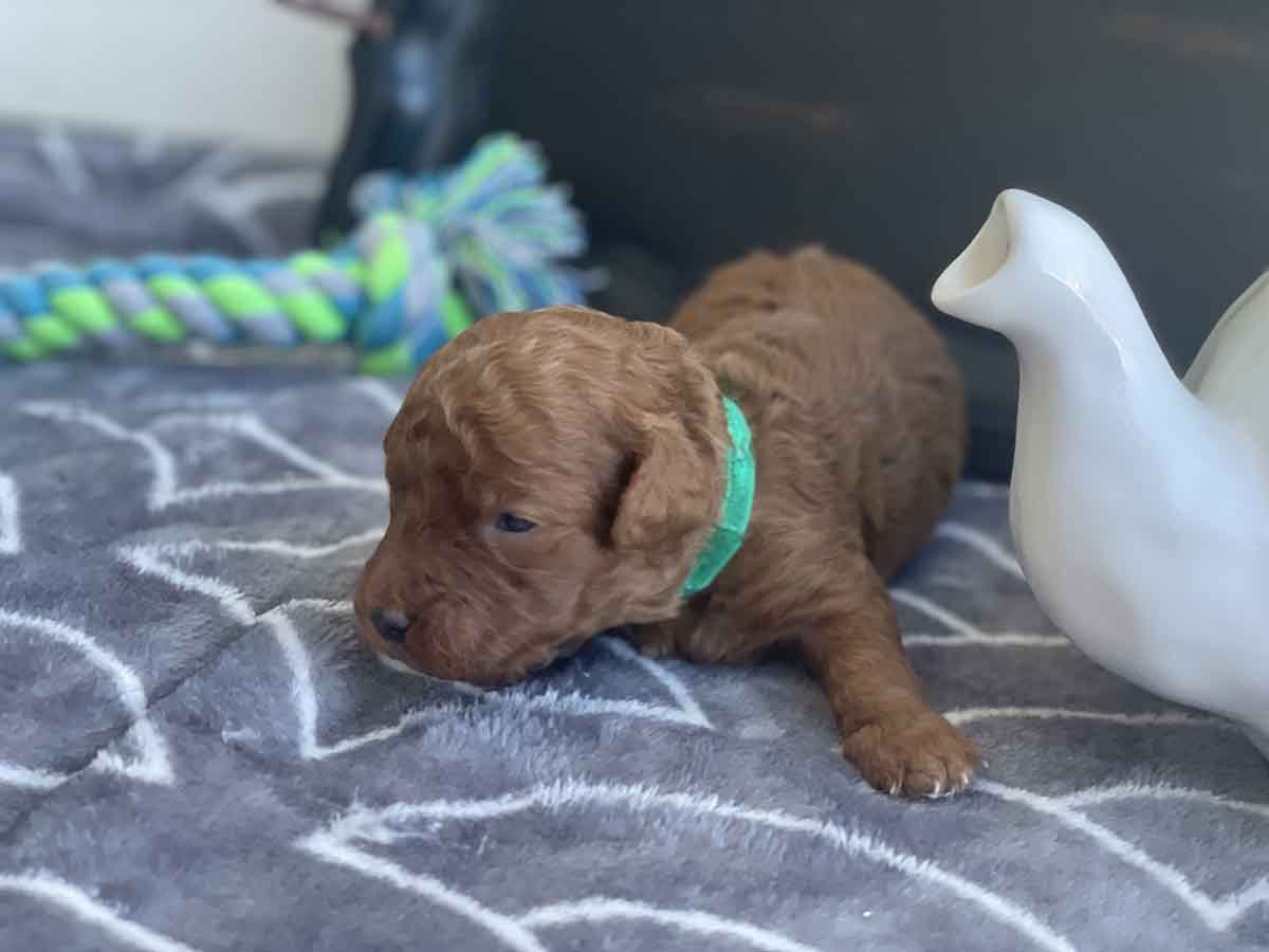 Ferb - Teacup Goldendoodle Boy